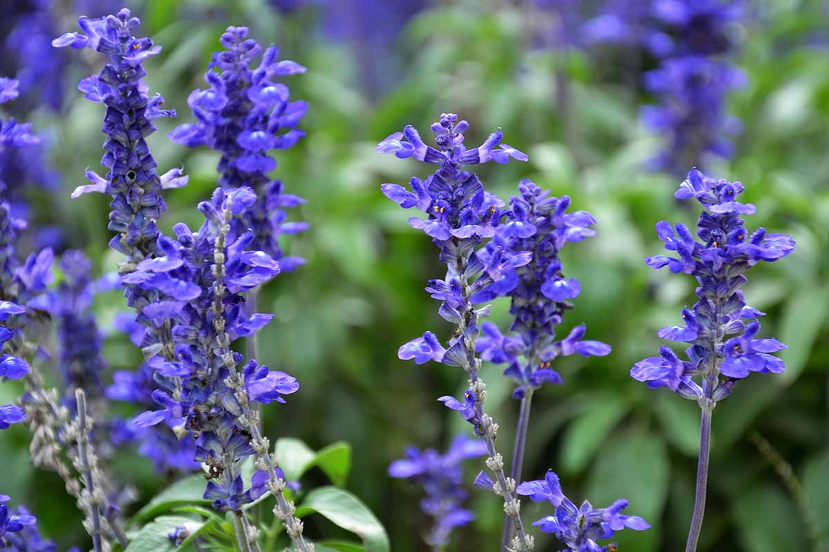 A close up horizontal image of bugleweed (Ajuga) in bloom growing in the garden pictured on a soft focus background.