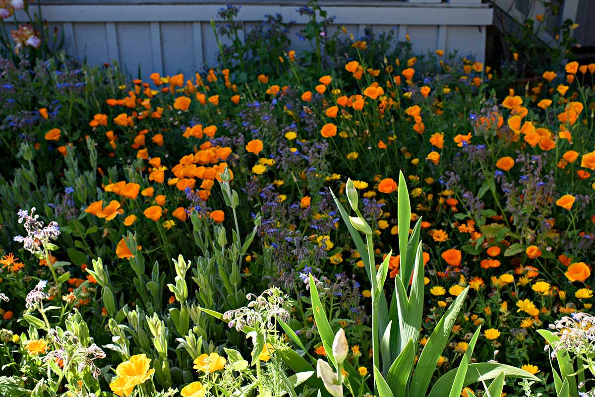 A close up horizontal image of California poppies growing in a mixed wildflower planting pictured in light sunshine.