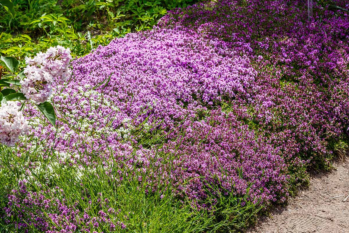 A close up horizontal image of a pink carpet of creeping thyme borders a path.