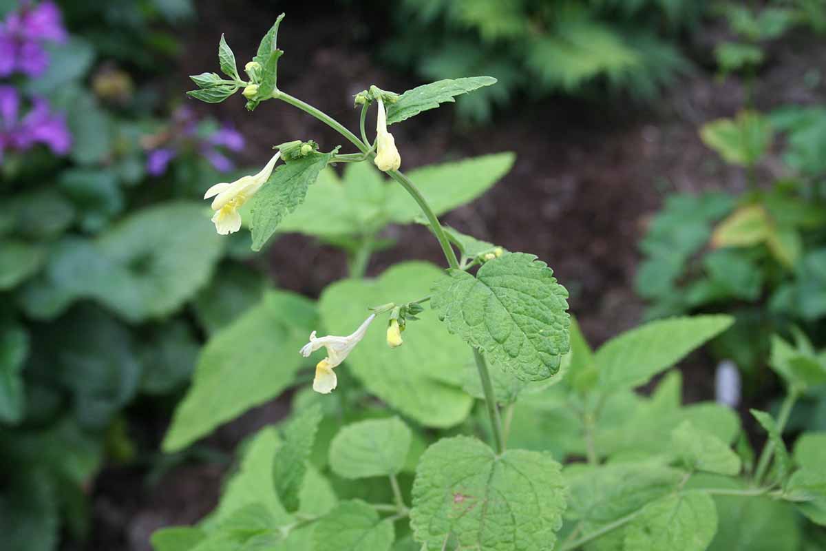 A close up of the delicate yellow flower and bright green foliage of Nepeta govaniana growing in the garden pictured on a soft focus background.