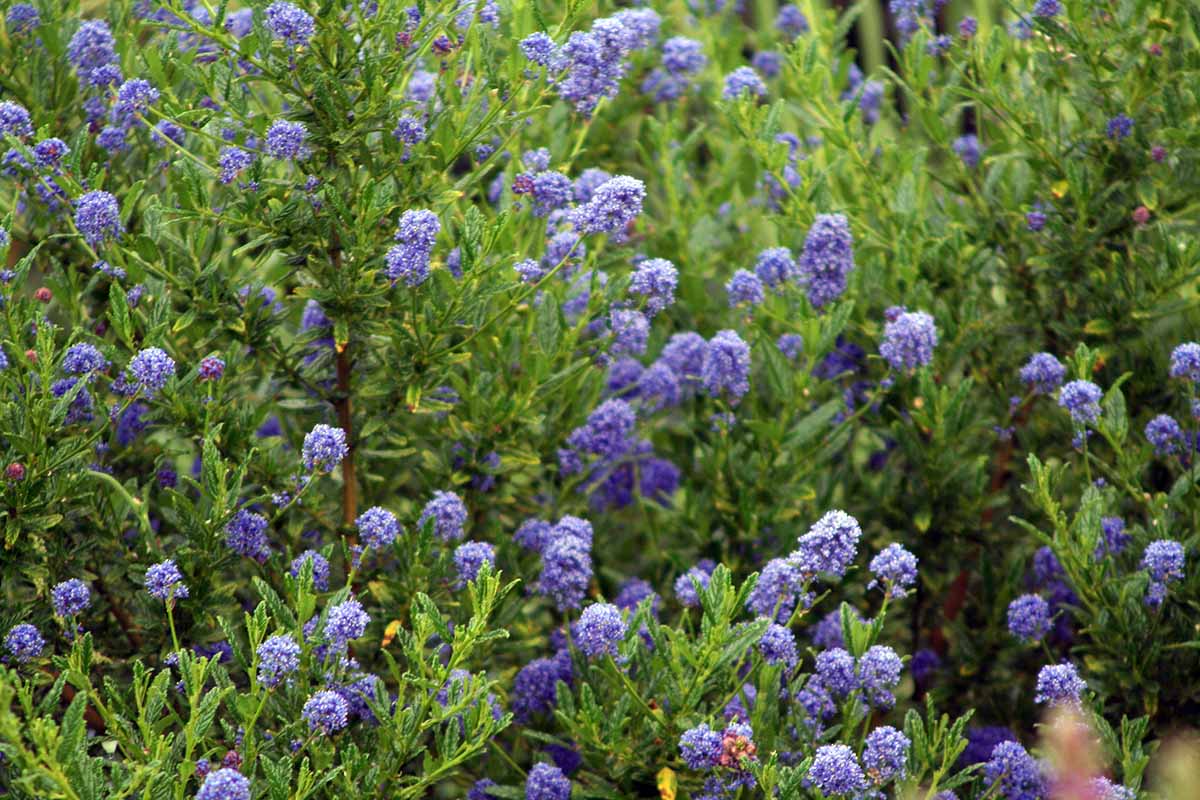 A close up of California lilac in full bloom, growing in the garden, surrounded by green foliage.