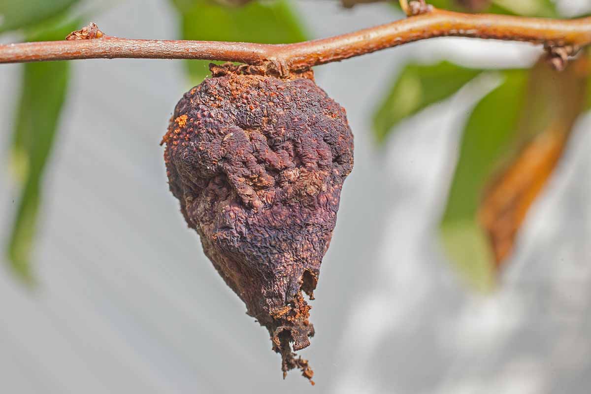 A close up horizontal image of a rotting fruit on a Chaenomeles plant pictured on a soft focus background.