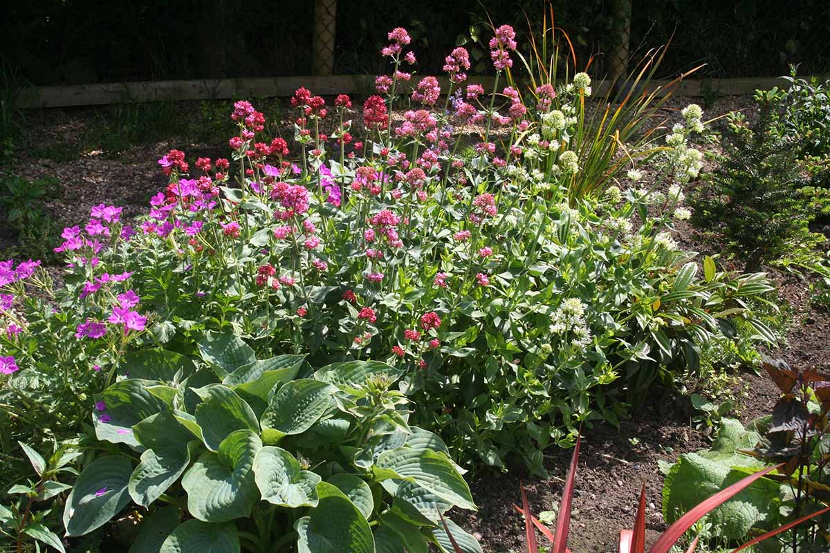 A close up of Centranthus in full bloom with hosta in the foreground, pictured in bright sunshine.