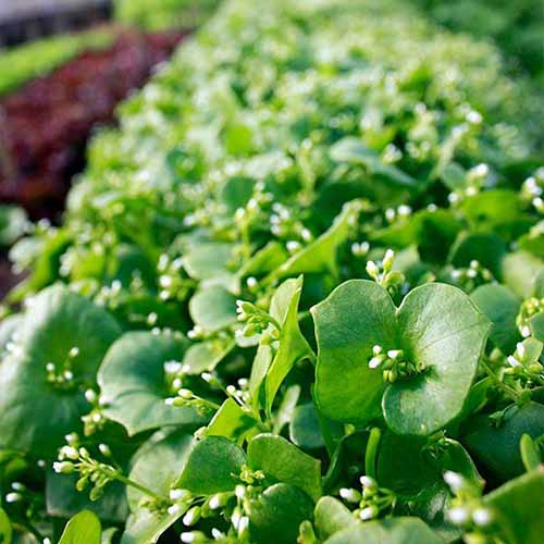 A close up square image of miner's lettuce (Claytonia) growing in the garden.