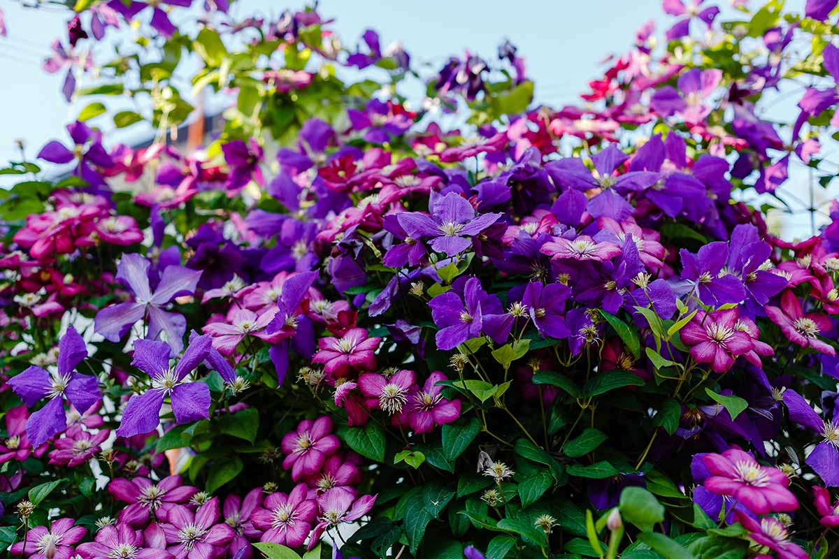 A close up horizontal image of pink and purple clematis vines in bloom.