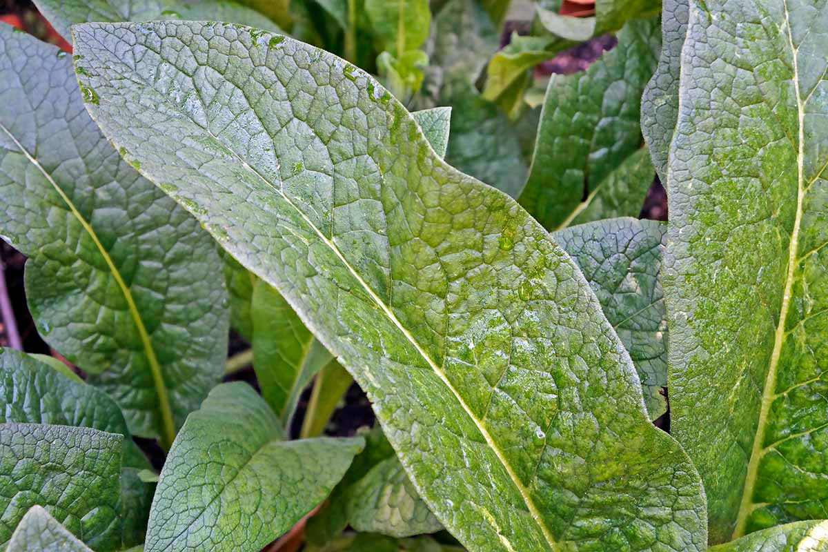 A close up horizontal image of comfrey growing in a permaculture garden.