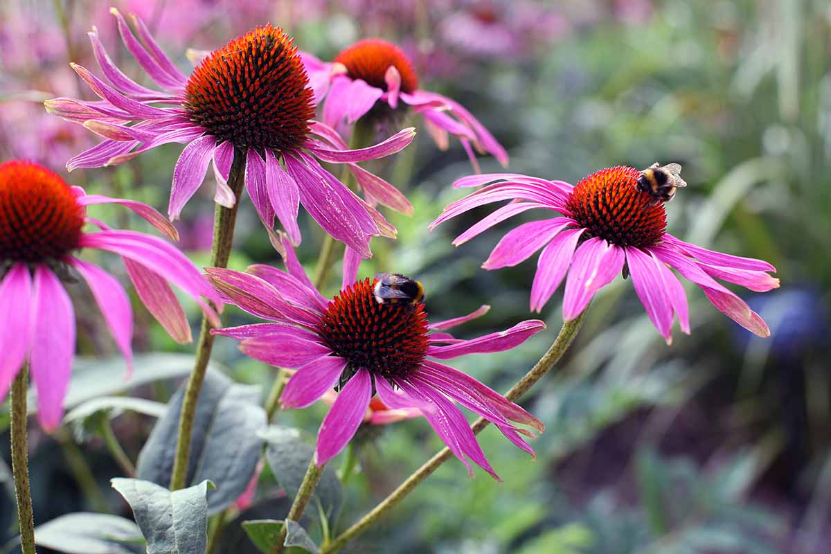 A close up horizontal image of coneflower (echinacea) in bloom growing in the garden pictured on a soft focus background.