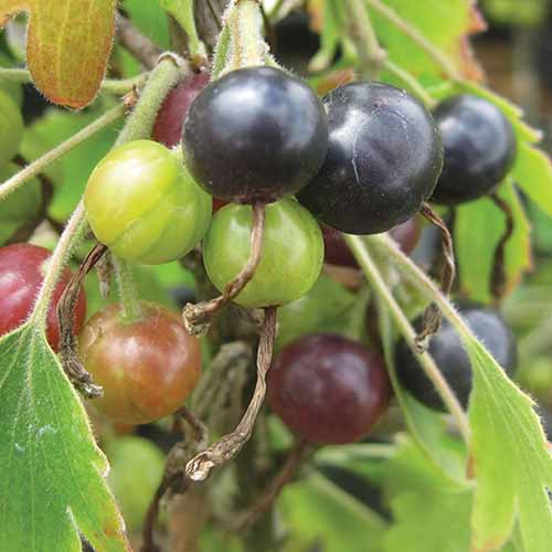 A close up square image of 'Consort' currants ripening on the shrub.