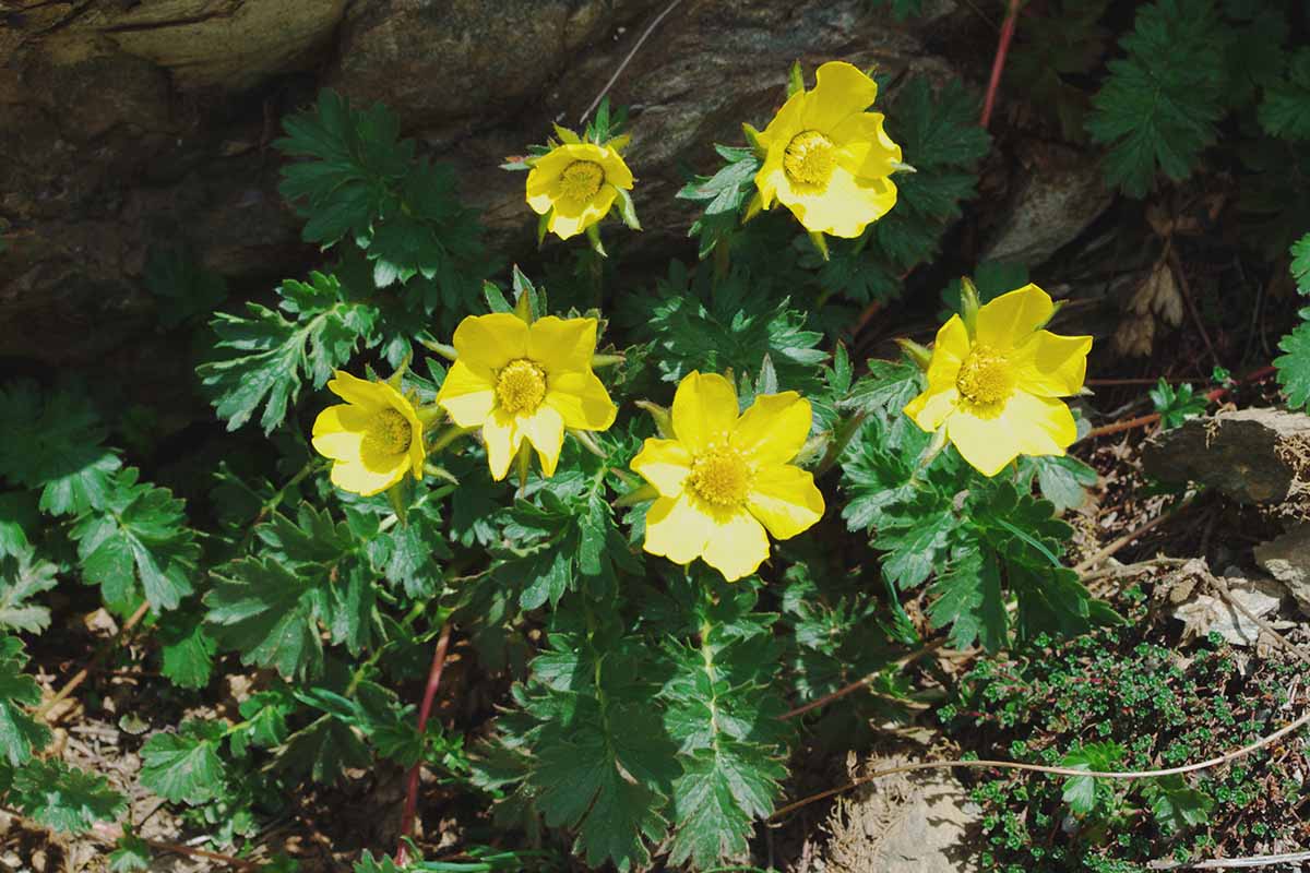 A close up horizontal image of Geum reptans growing wild under a rock.