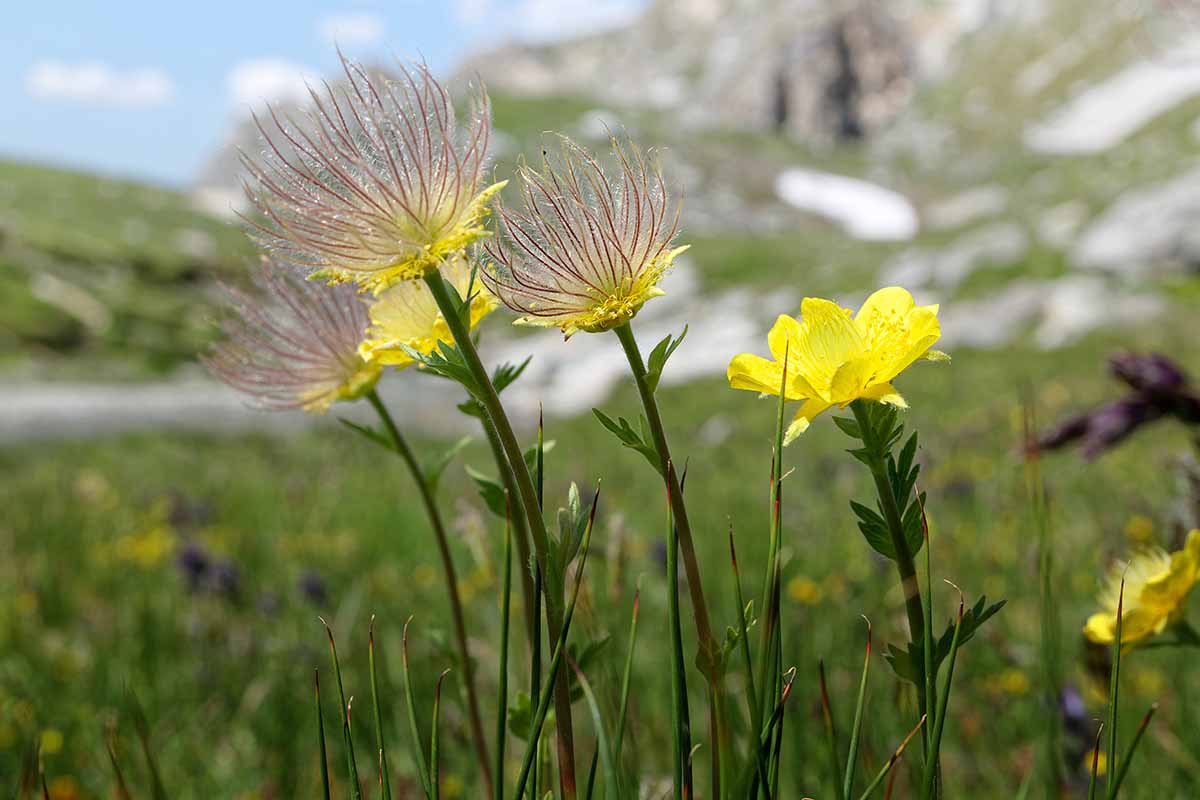 A close up horizontal image of the bright yellow flowers and seed heads of creeping avens growing wild in the alps.