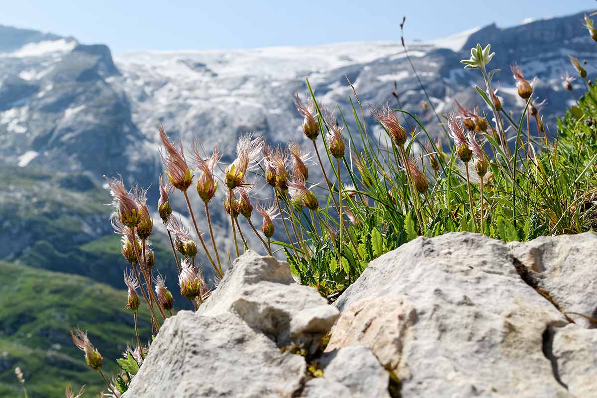 A horizontal image of creeping avens (Geum reptans) growing wild in an alpine region.