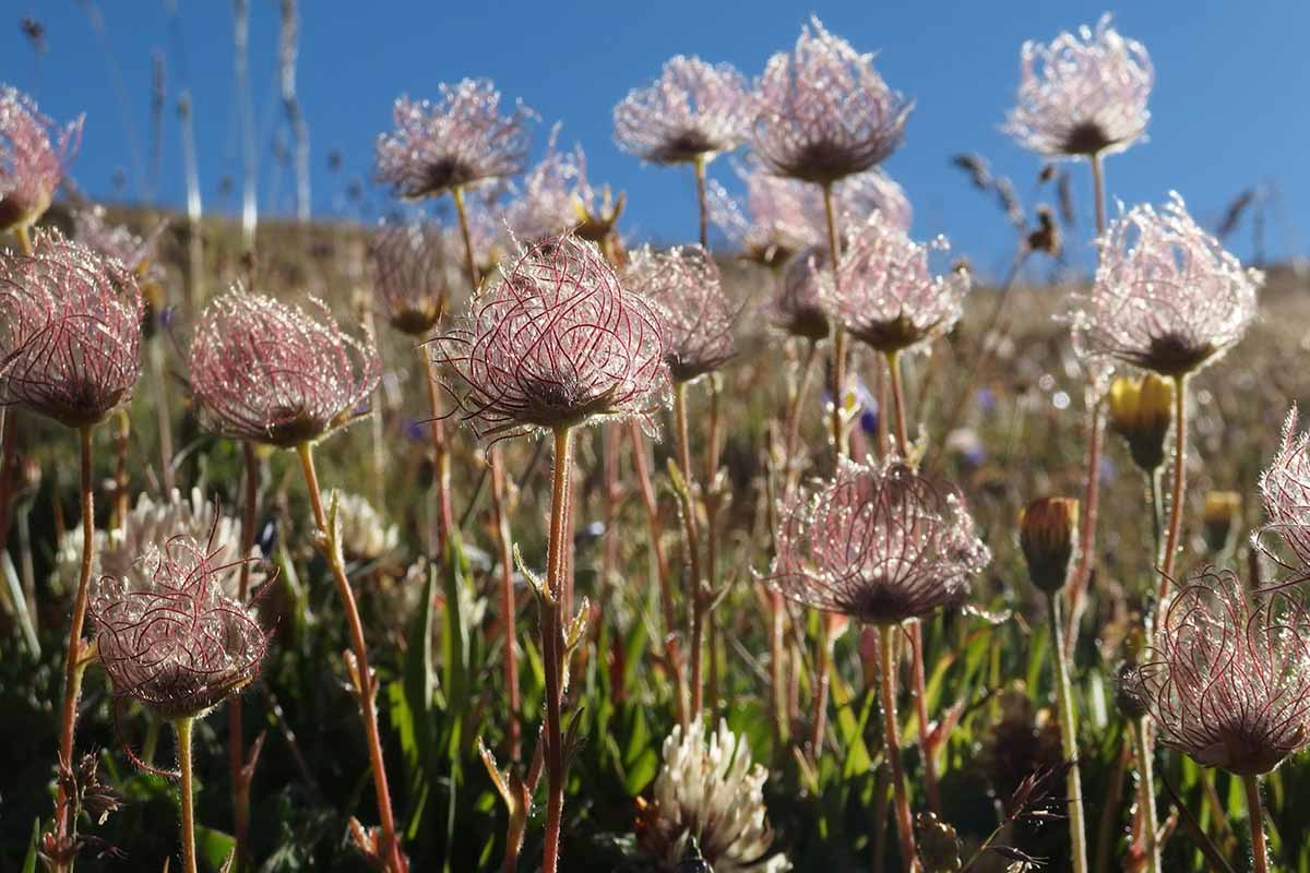 A close up horizontal image of the fluffy seed heads of creeping avens (Geun reptans) growing wild.