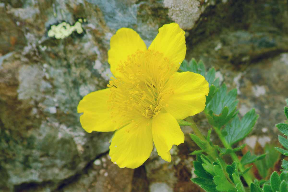 A close up horizontal image of a bright yellow Geum reptans flower growing wild.