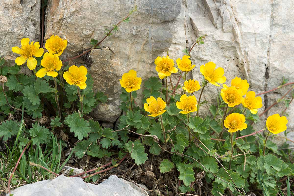 A horizontal image of Geum reptans in full bloom growing at the base of a large rock.