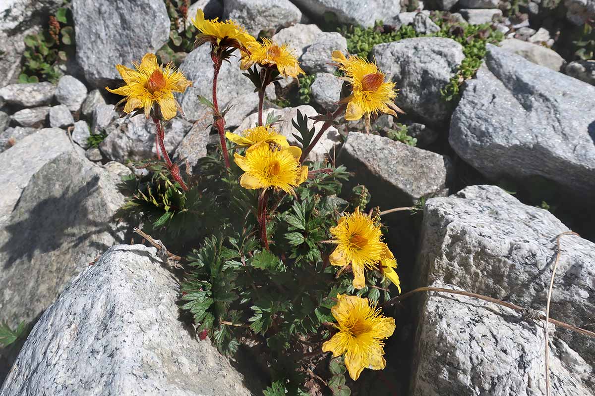 A horizontal image of bright yellow flowers of creeping avens (Geum reptans) growing in a rock garden.