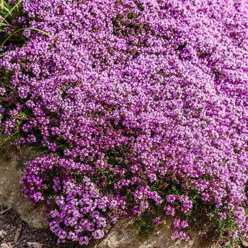 A close up square image of pink creeping thyme in full bloom as ground cover.