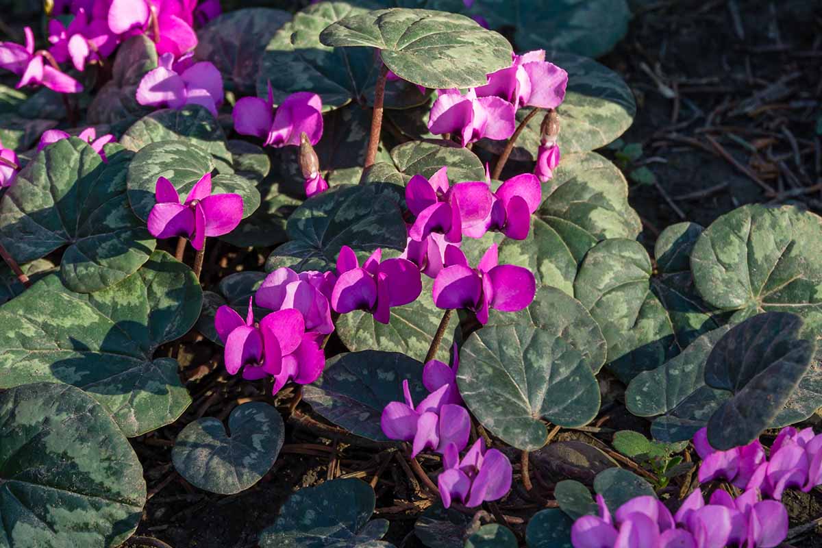 A close up horizontal image of light purple flowers atop variegated foliage pictured in light sunshine.