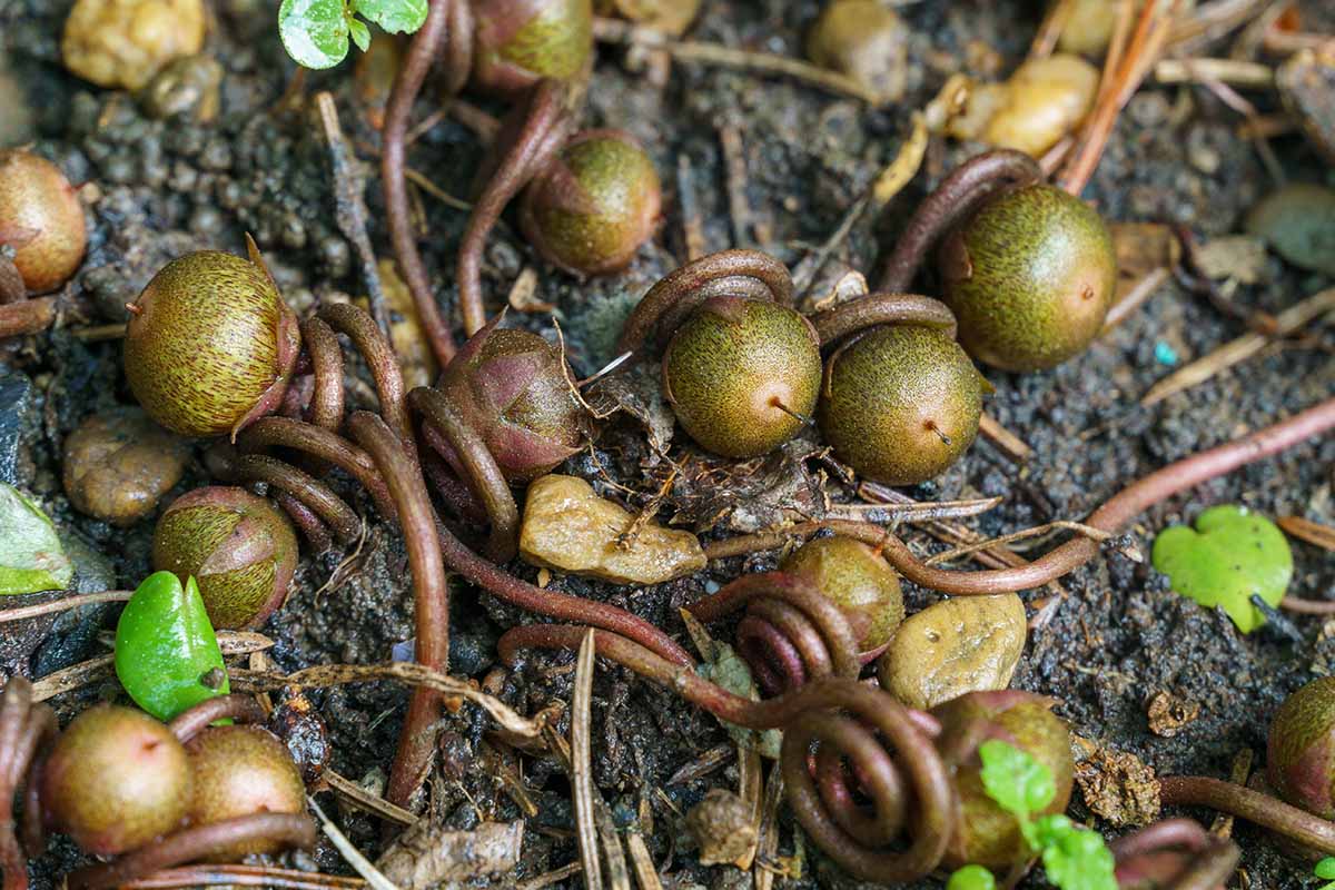 A close up horizontal image of seed bulbs on the surface of the soil.