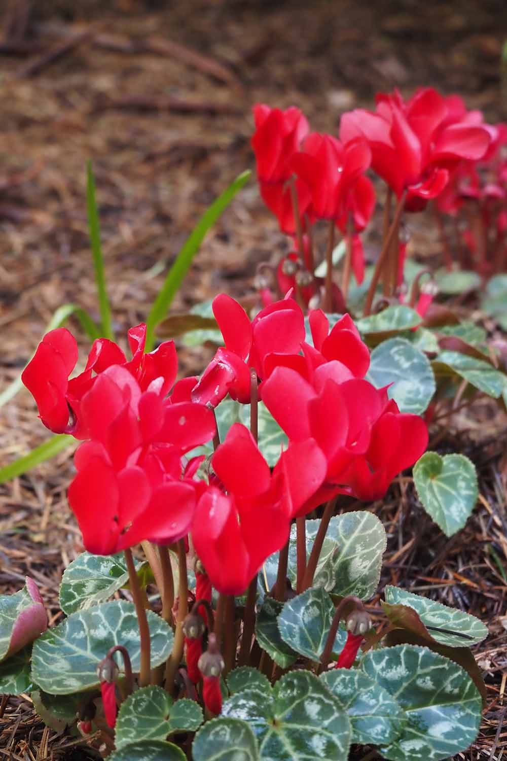 A close up vertical image of of red cyclamen flowers with variegated foliage growing in the garden.