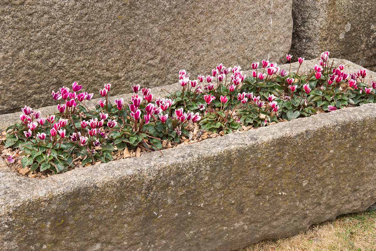 A close up horizontal image of red and white flowers growing in a concrete planter outdoors.