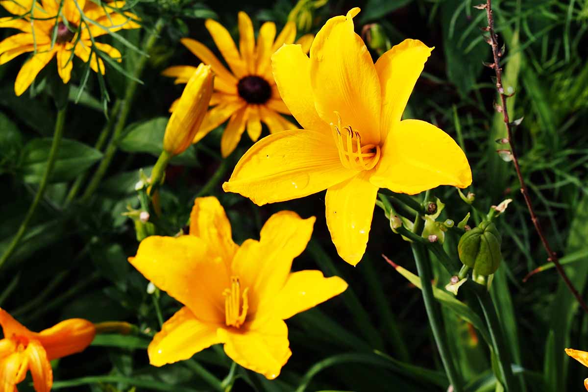 A close up horizontal image of two yellow daylily blooms in among other perennials and greenery.