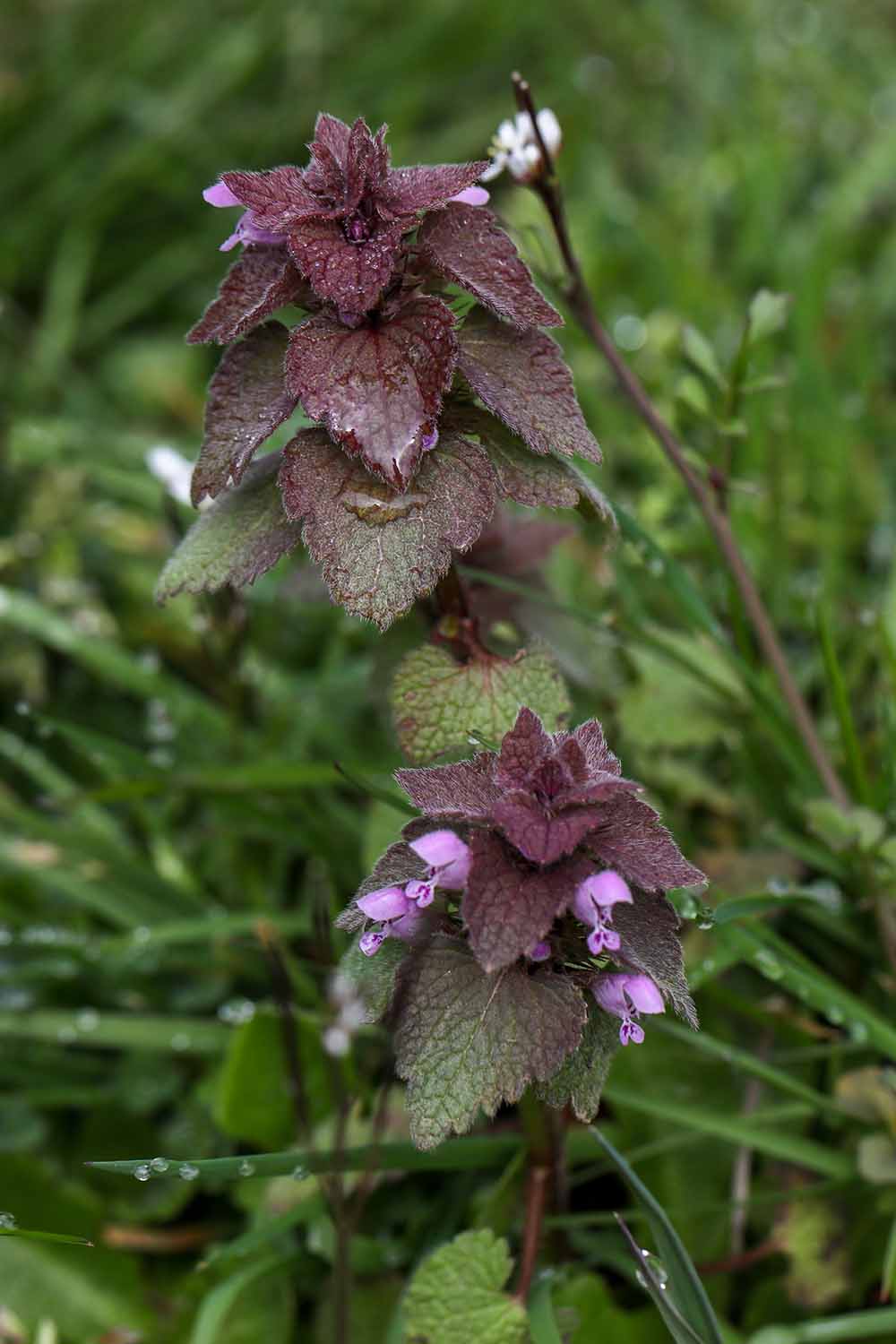 A close up vertical image of dead nettle growing in the garden pictured on a soft focus background.