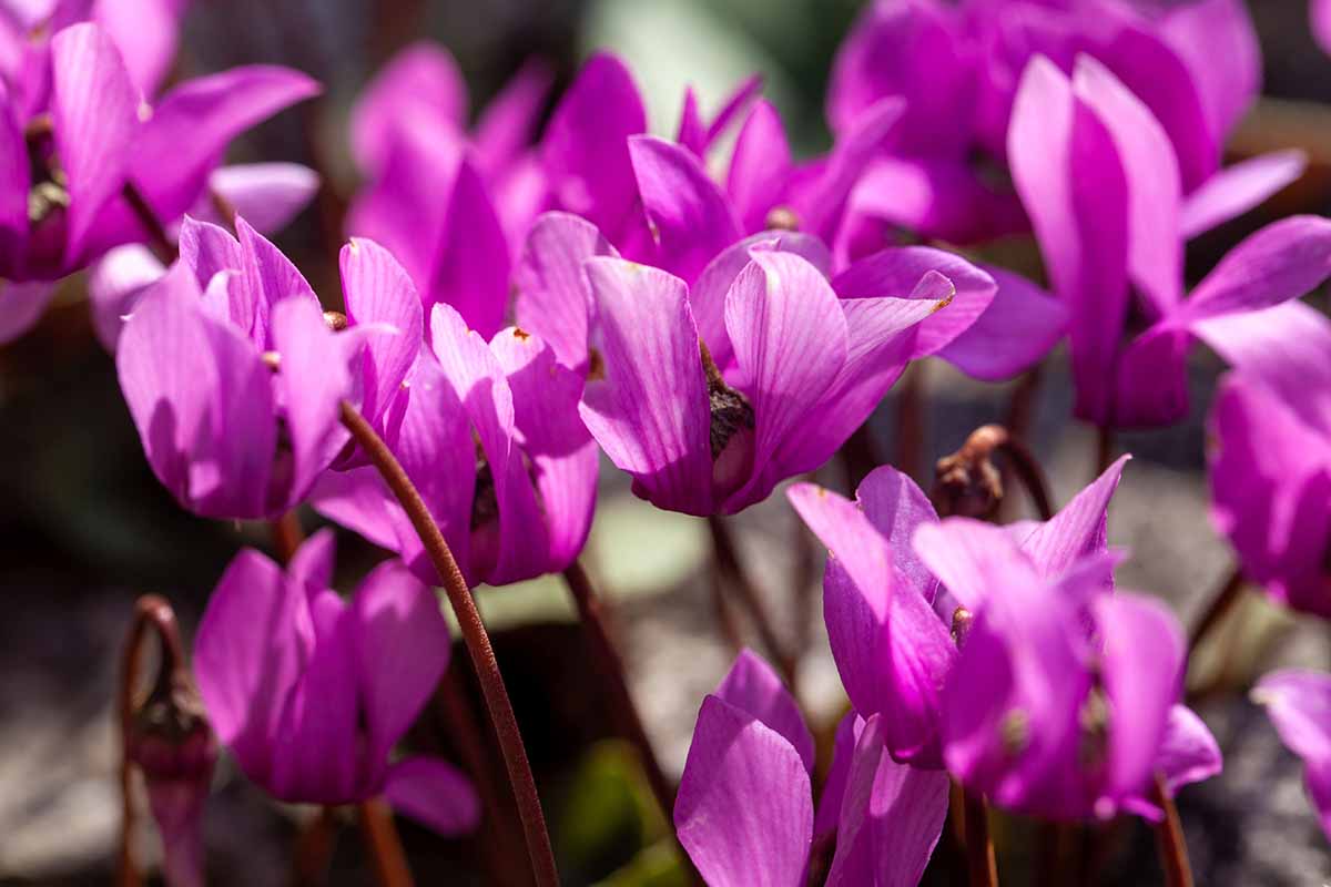 A close up horizontal image of dark pink Cyclamen purpurascens flowers pictured in light sunshine.