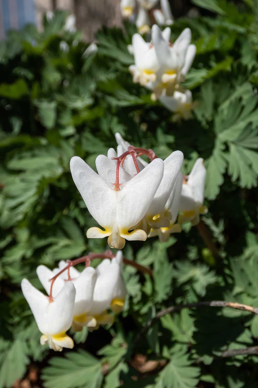 A close up vertical image of white Dicentra cucullaria flowers growing in the garden pictured in light sunshine.