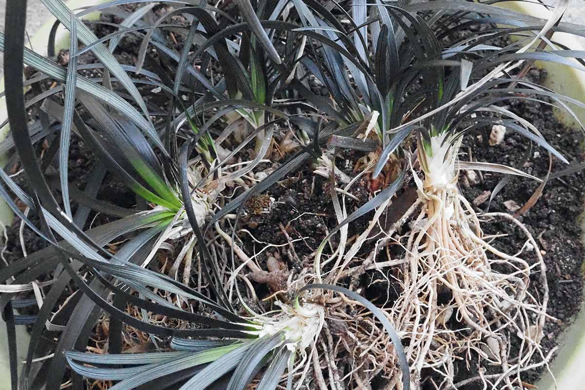 A horizontal image of black mondo grass offsets divided for replanting.
