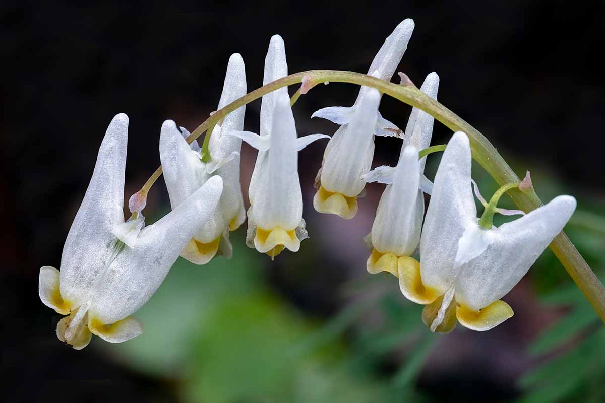 A horizontal image of Dutchman's breeches flowers pictured on a dark background.