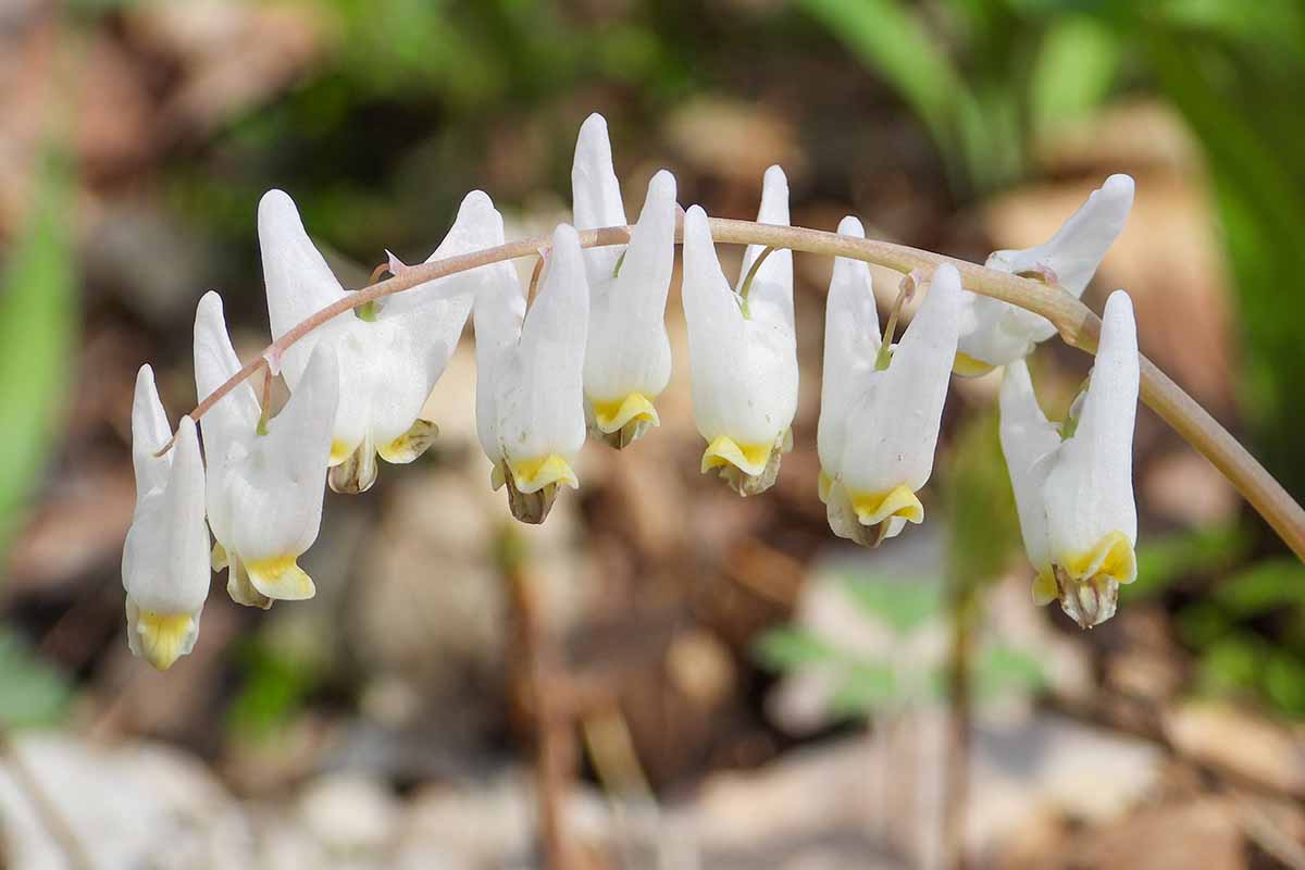 A close up horizontal image of the flowers of Dutchman's breeches growing in the garden pictured on a soft focus background.