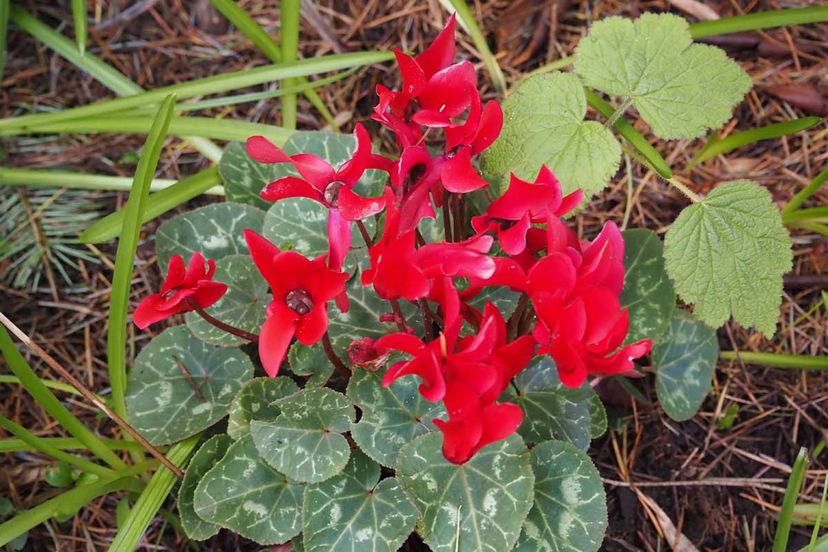 A close up of red hardy cyclamen flowers in bloom in the early spring garden.
