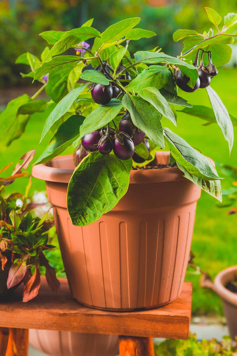 A close up vertical image of an eggplant with small ripe fruits growing in a pot set outdoors.