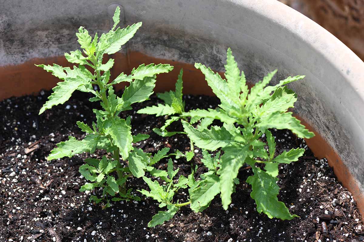 A close up horizontal image of epazote herb seedlings growing in a terra cotta pot.
