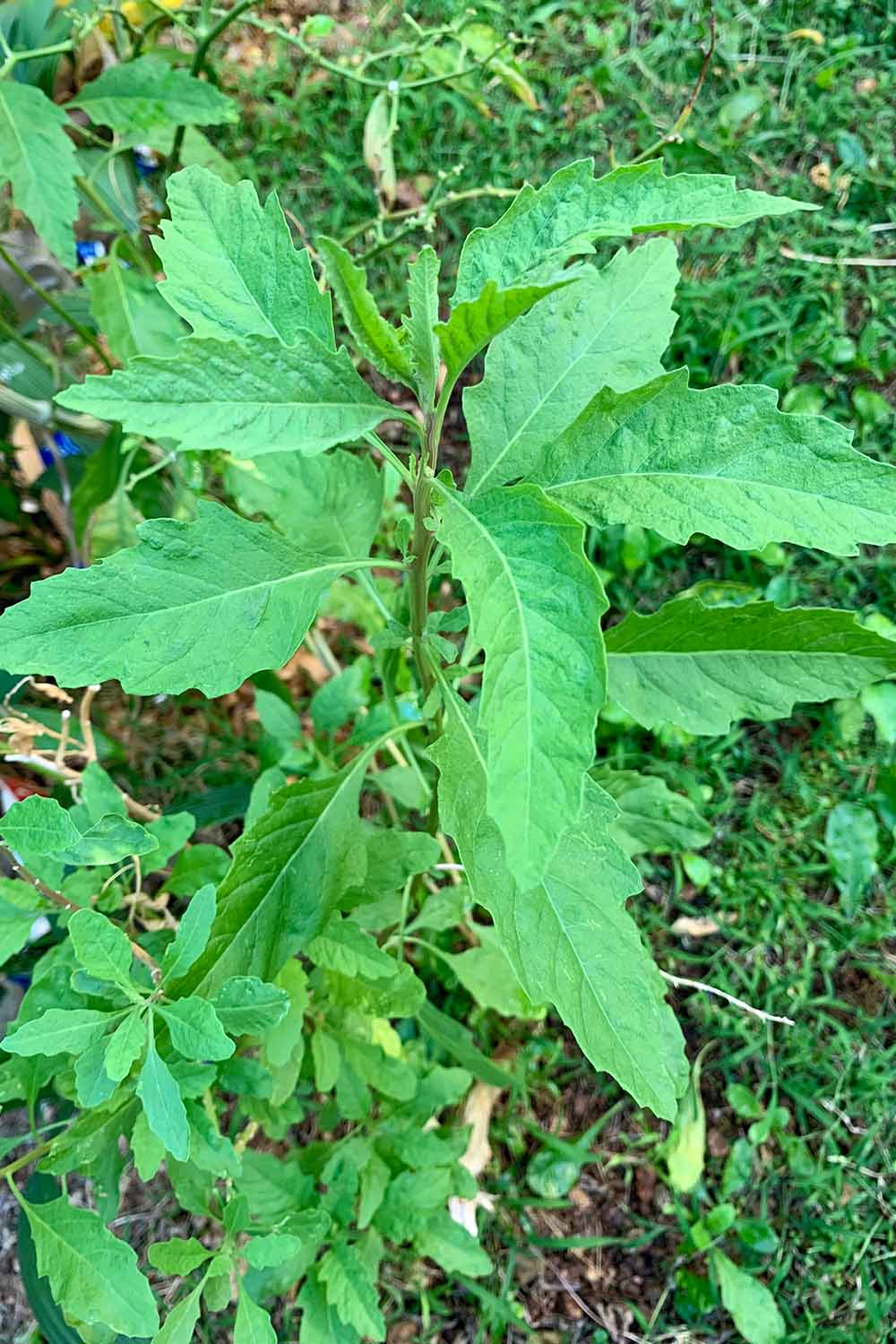 A close up vertical image of epazote growing in the home herb garden.