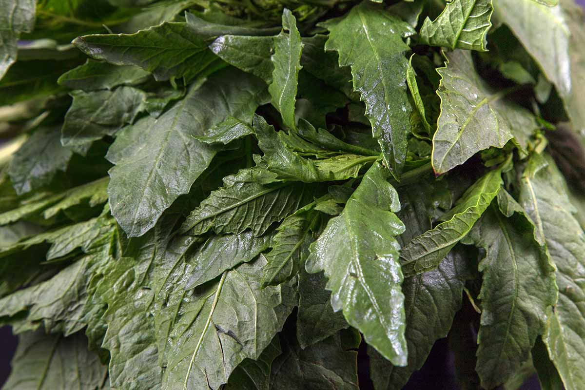 A close up horizontal image of a bunch of leaves of the Mexican and Central American herb epazote.