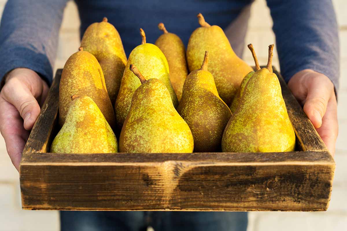 A close up horizontal image of a gardener holding a wooden tray filled with freshly harvested pears from a home orchard.