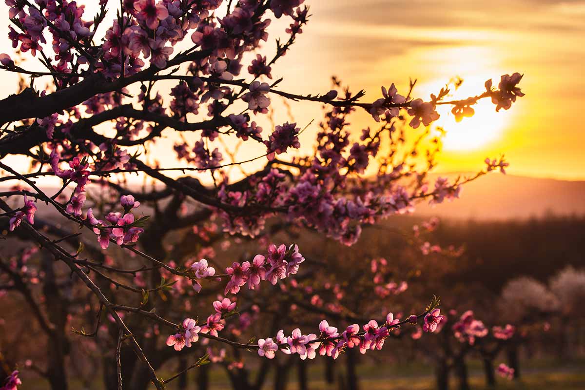 A close up horizontal image of a fruit tree in bloom pictured at sunset on a soft focus background.