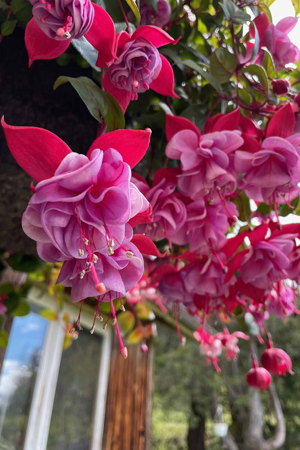 A vertical image of of red and purple edible fuchsia flowers cascading over the side of a hanging basket.