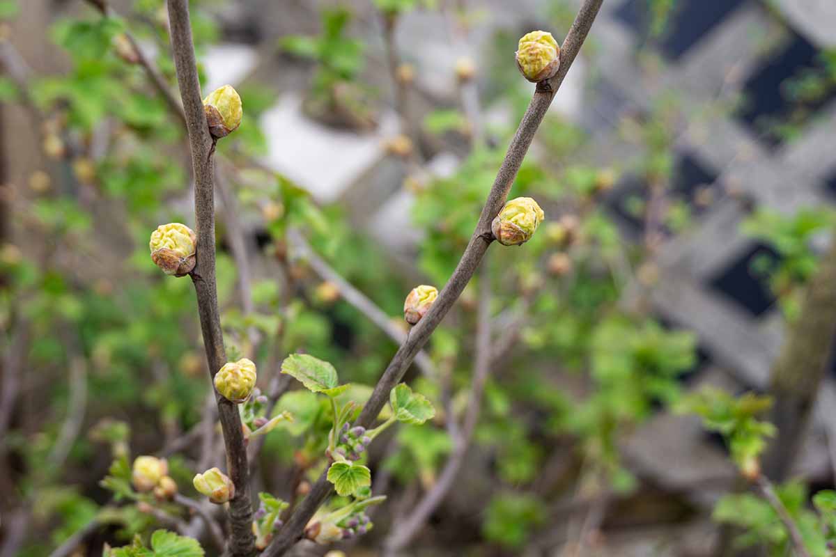 A close up horizontal image of the symptoms of blackcurrant gall on stems, pictured on a soft focus background.