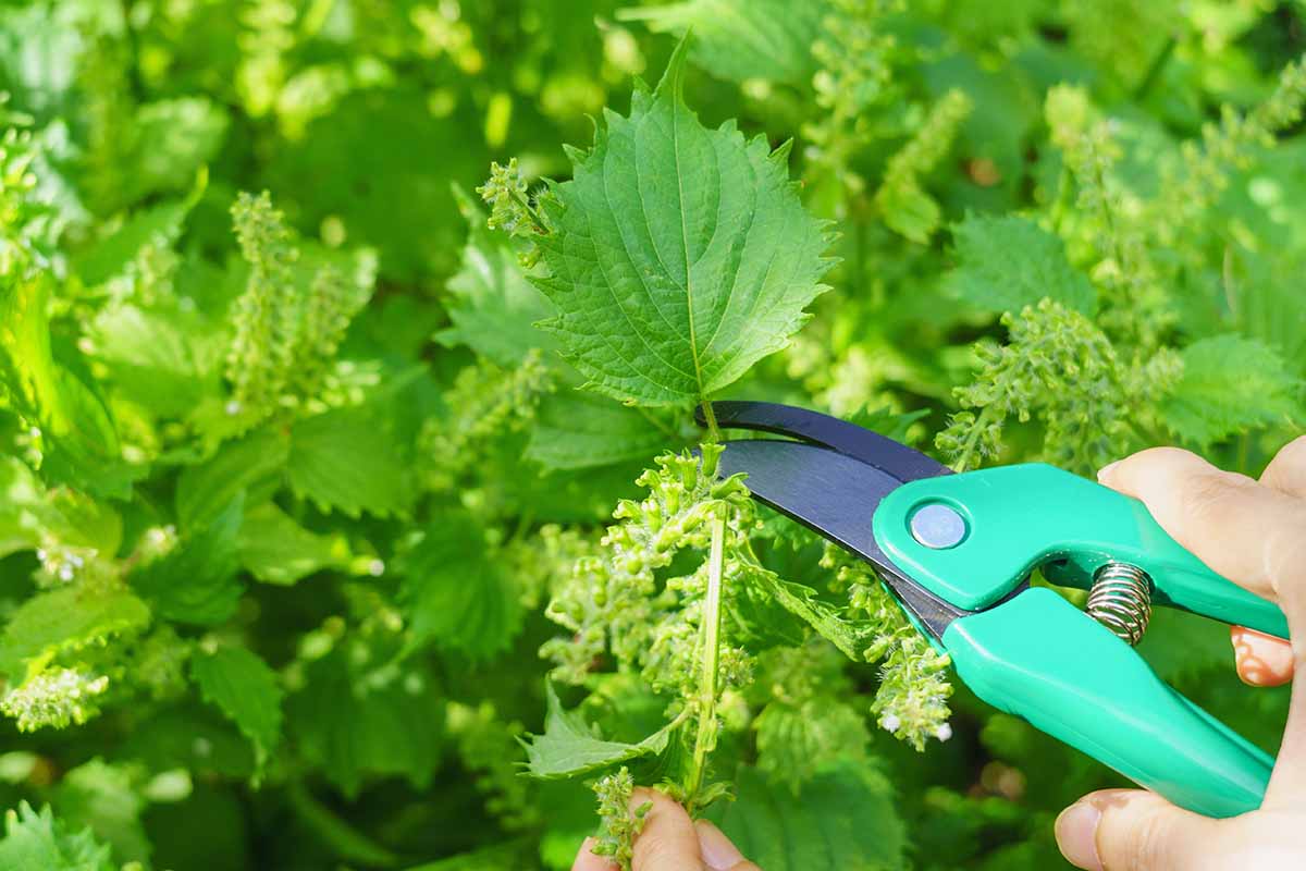 A horizontal image of a hand with a pair of pruners being used to harvest shiso herb.