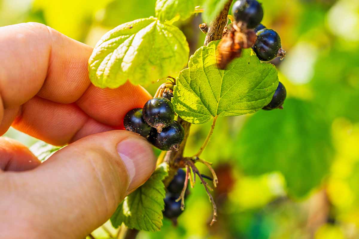 A close up horizontal image of a hand from the left of the frame picking black currants pictured in light sunshine on a soft focus background.