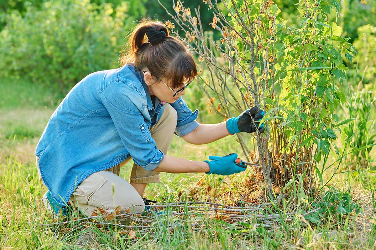 A horizontal image of a gardener pruning a black currant shrub in the garden.