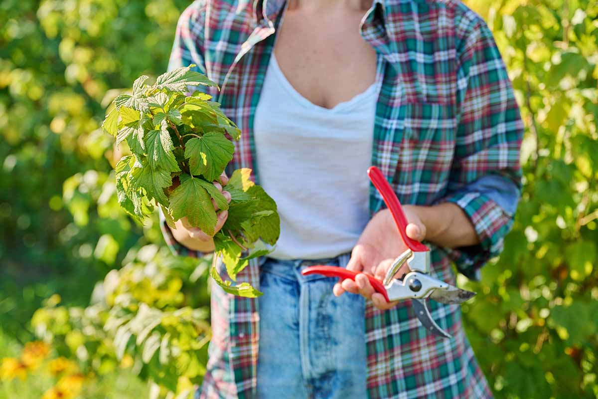 A horizontal image of a gardener holding pruning shears and cuttings from Ribes nigrum, pictured in light sunshine.