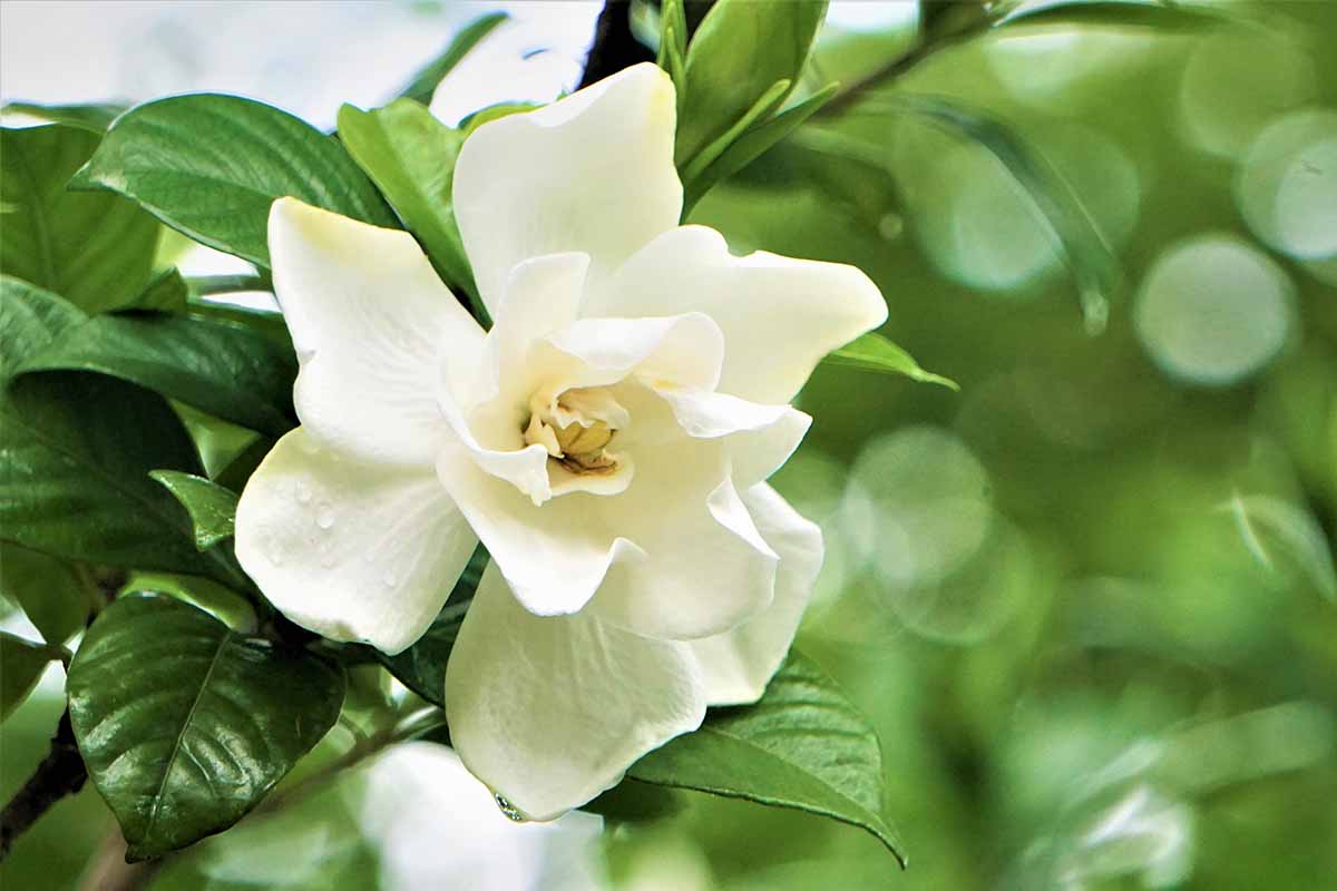 A close up horizontal image of a single gardenia bloom growing in the garden pictured on a soft focus background.