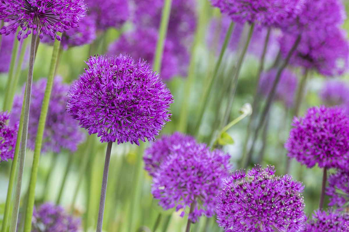A close up horizontal image of purple Giant Allium (Allium giganteum) in bloom growing in the garden.