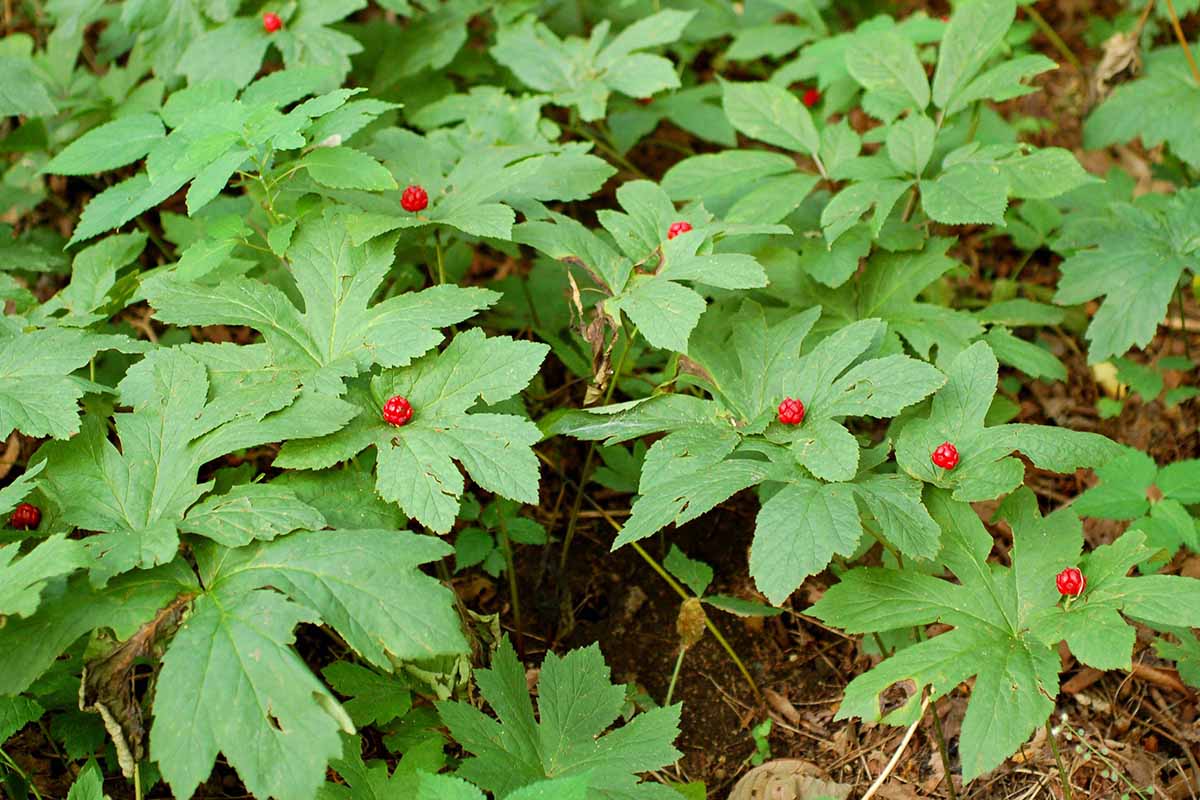 A close up horizontal image of the foliage and bright red berries of goldenseal growing wild.