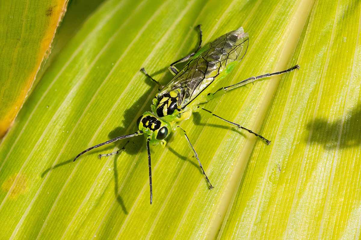 A close up horizontal image of a green sawfly on the surface of a leaf.