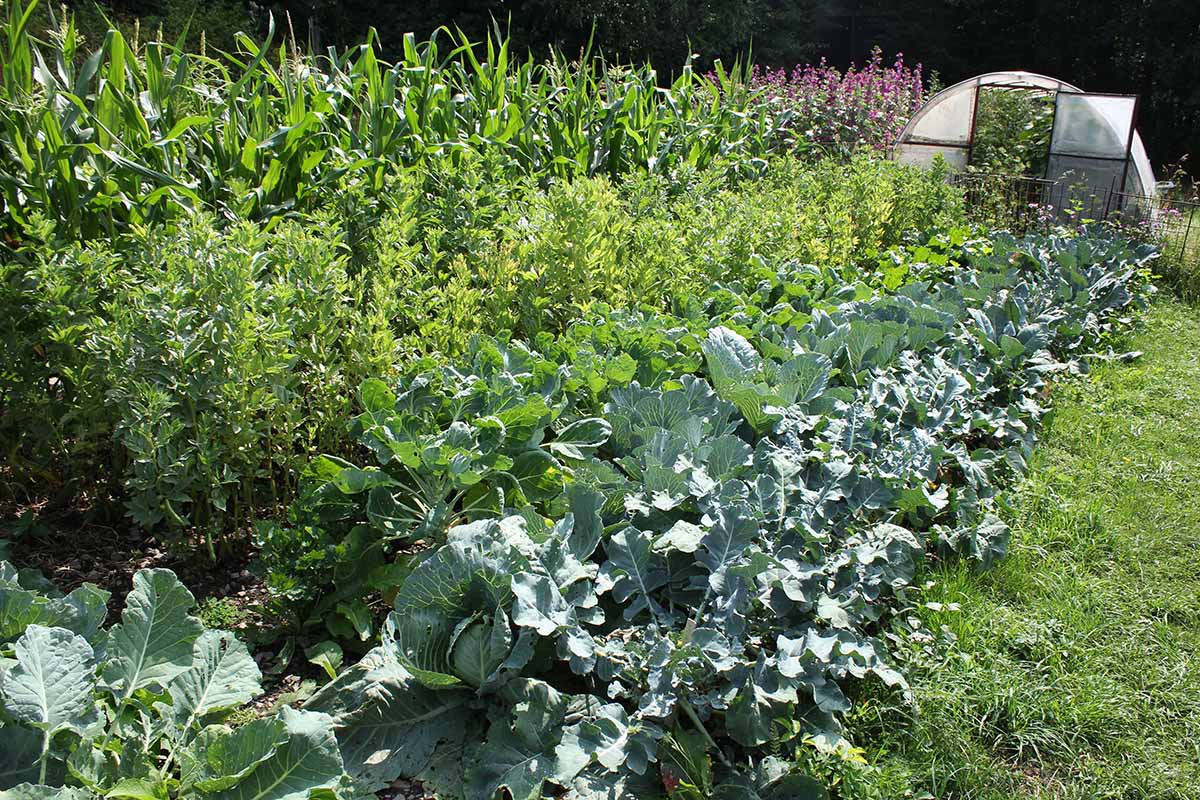 A close up horizontal image of a large survival garden growing a variety of different vegetables with a tunnel house in the background.
