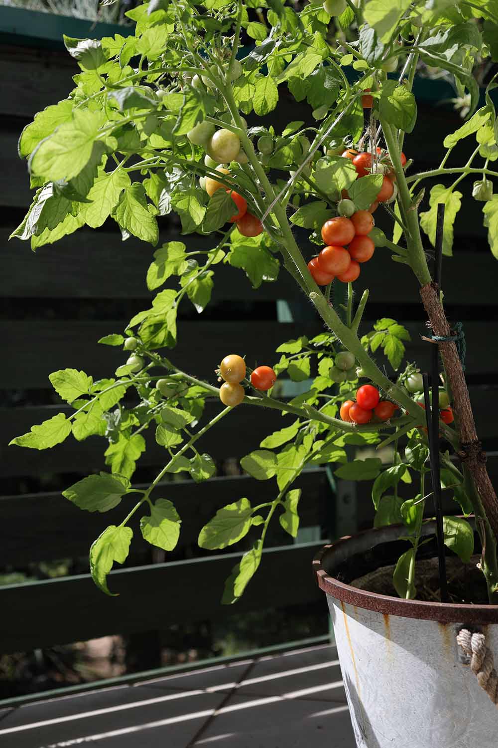 A close up vertical image of tomatoes growing in a pot on a balcony pictured in bright sunshine.